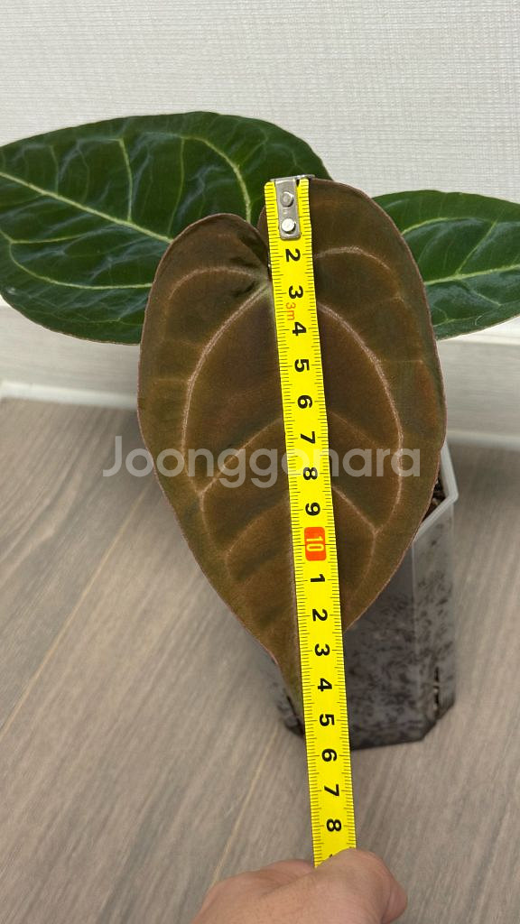 안스리움 레드크리스탈리넘 인도폼 가든킹님 개체--5