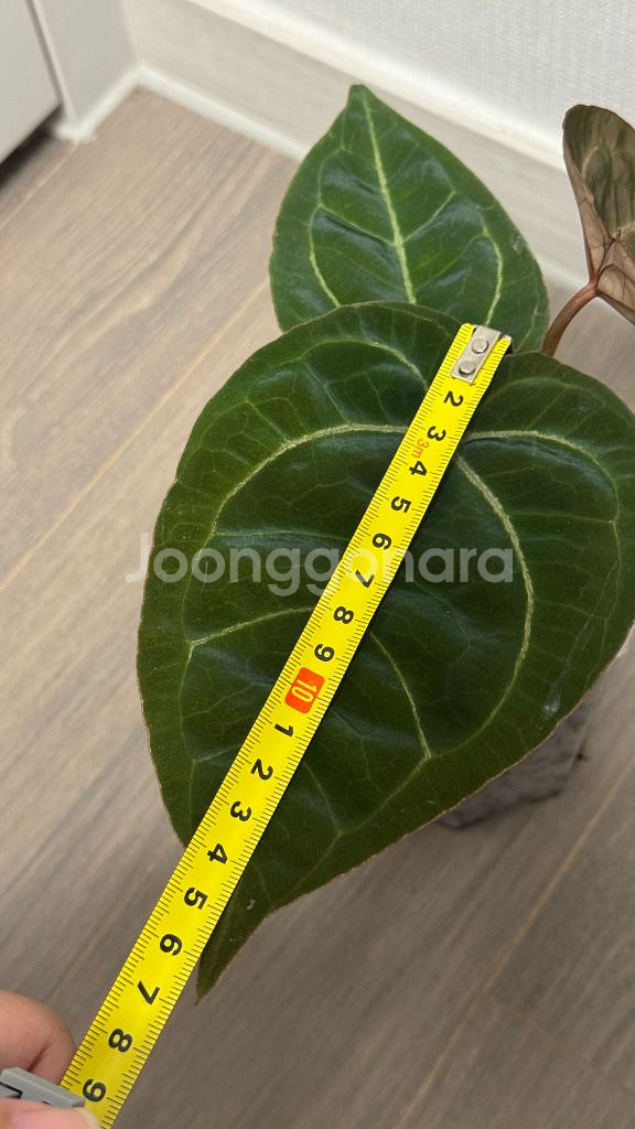 안스리움 레드크리스탈리넘 인도폼 가든킹님 개체--4