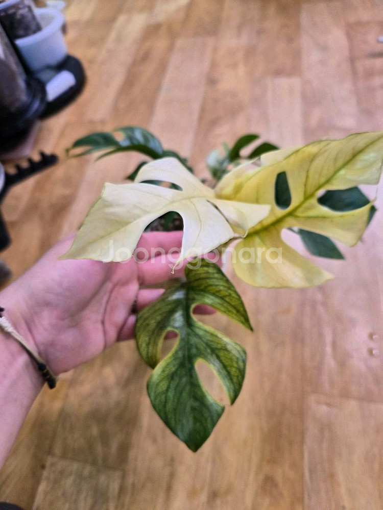 풀민트 히메몬스테라--0