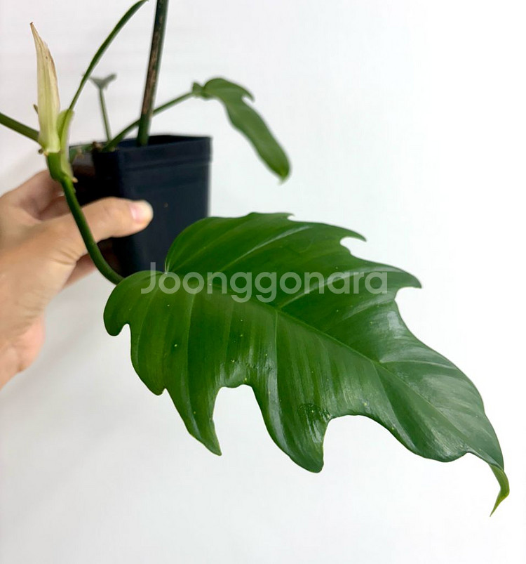 필로덴드론 플로리다뷰티x토템 하이브리드--2