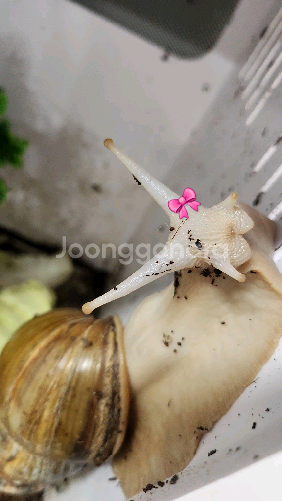 (유료)아프리카왕달팽이성체 분양합니다 +사육장 추가가격--0
