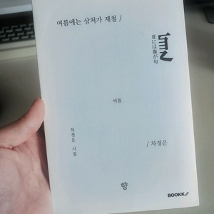 여름에는 상처가 제철 차정은 시집