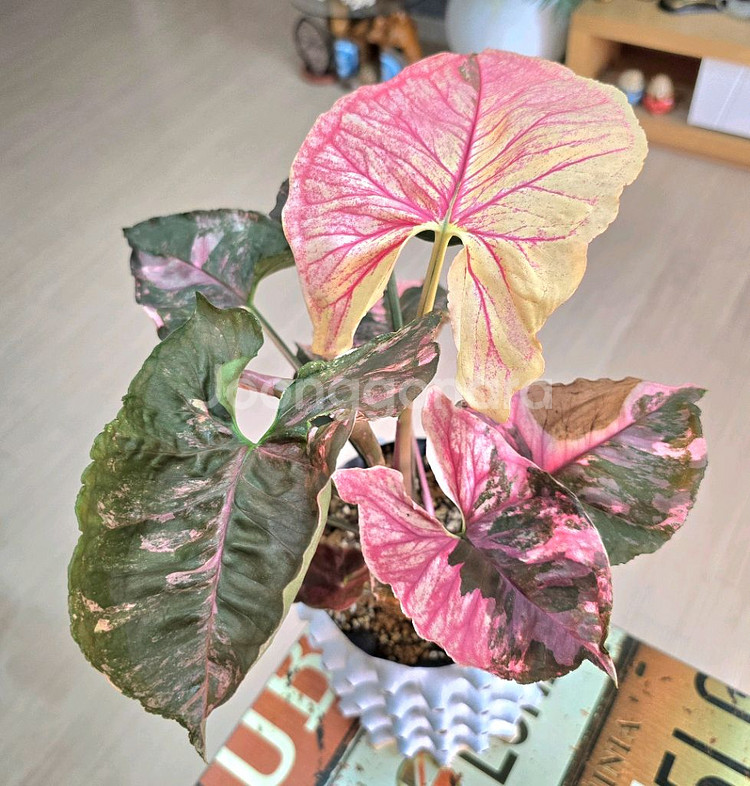 싱고니움 핑크쥬얼리--3