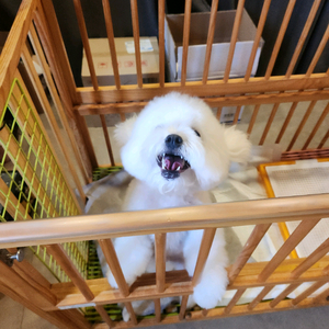 강아지용 고급 원목침대