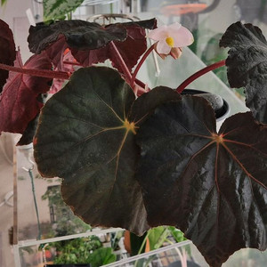 (가격내림) 베고니아 U485