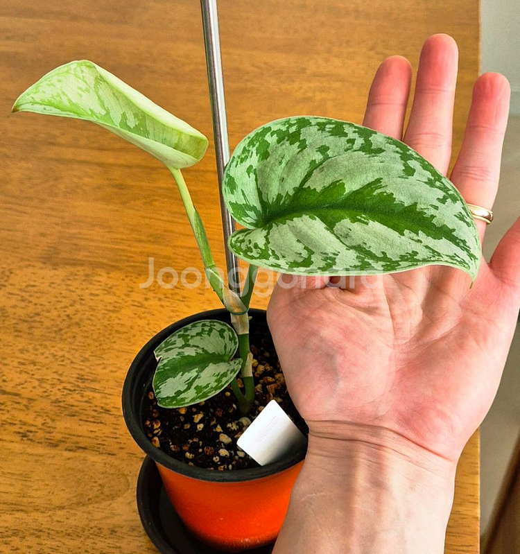 (가격내림)스킨답서스 엔젤스킨--1