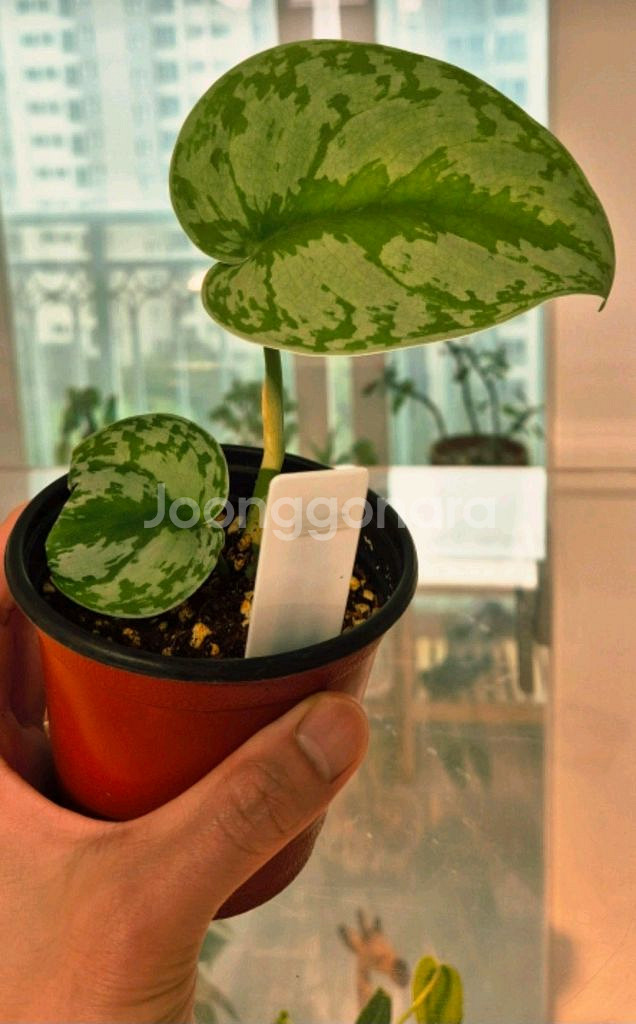 (가격내림)스킨답서스 엔젤스킨--2