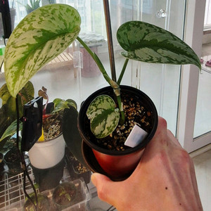 (가격내림)스킨답서스 엔젤스킨