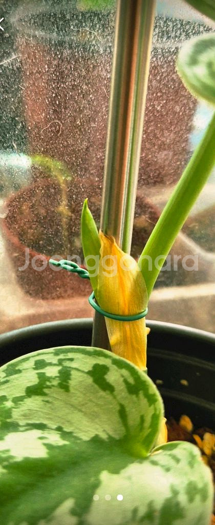 (가격내림)스킨답서스 엔젤스킨--3