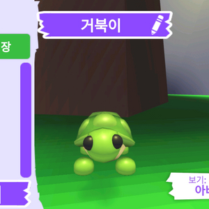 입양하세요 펫 거북이 판매합니다