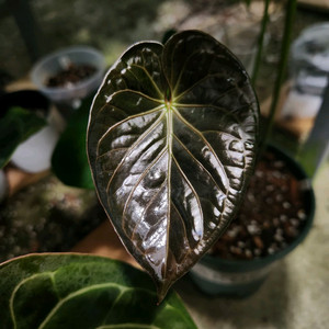 안스리움 킹오스 파필