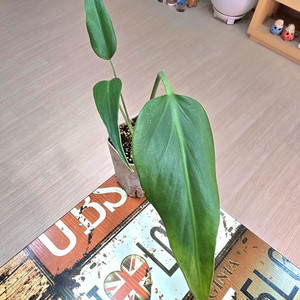 몬스테라 딜라체라타