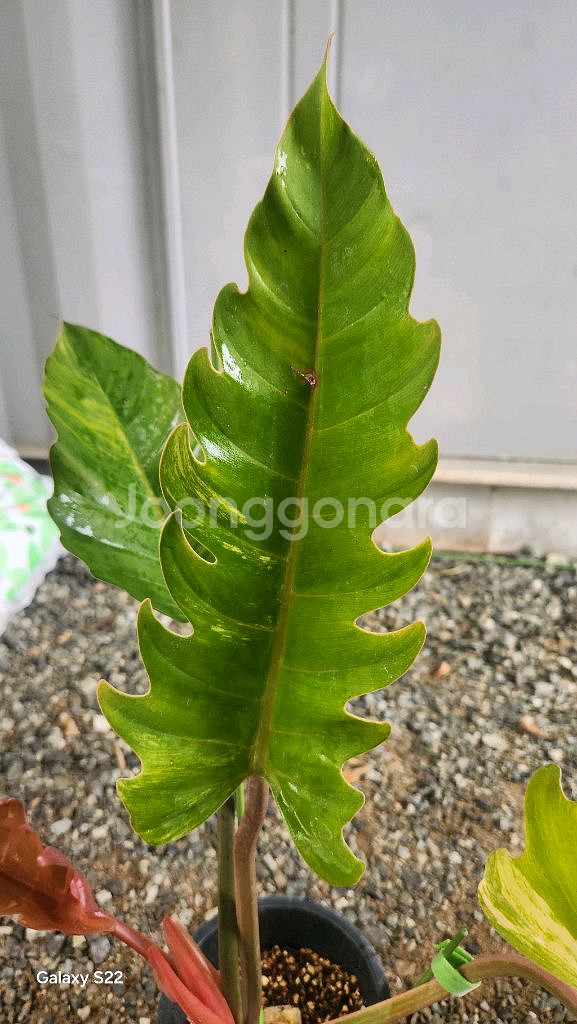 필로덴드론 카라멜 마블--2