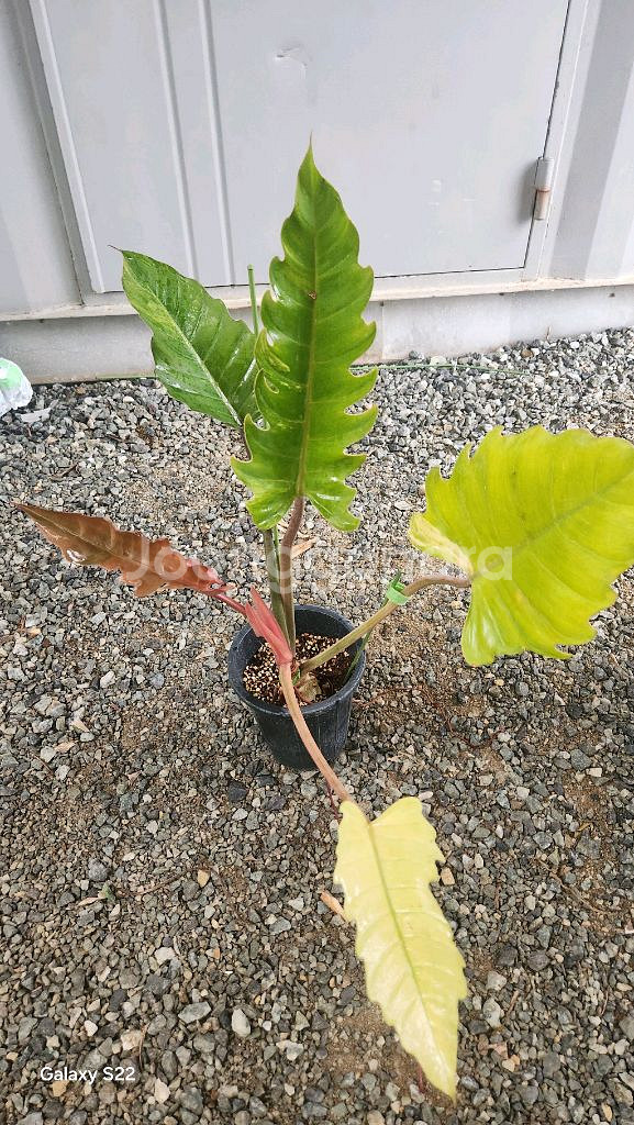 필로덴드론 카라멜 마블--0