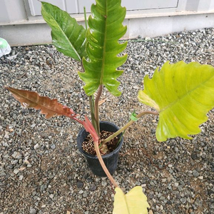 필로덴드론 카라멜 마블