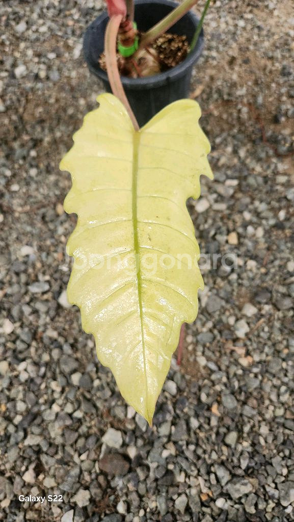 필로덴드론 카라멜 마블--1