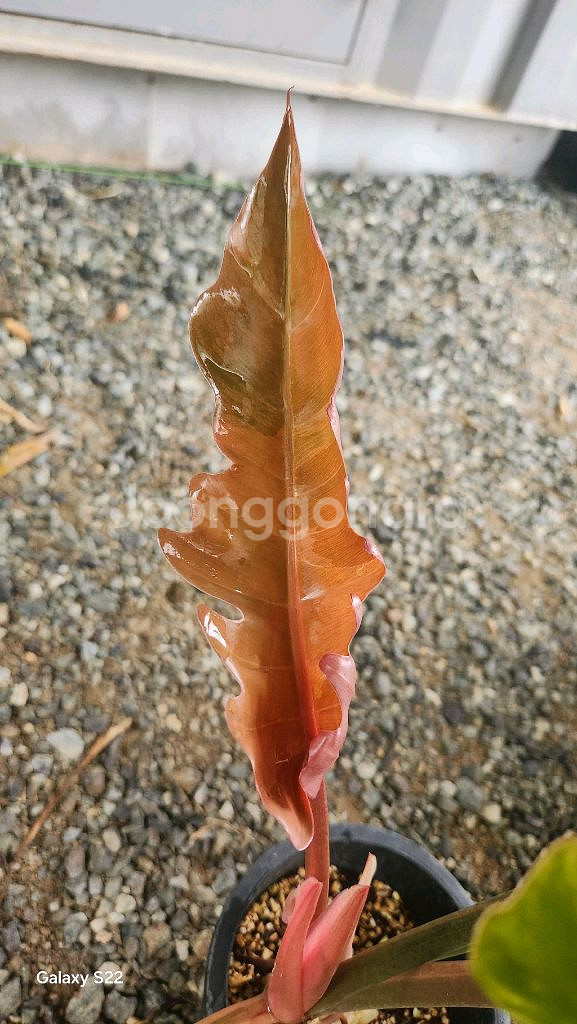 필로덴드론 카라멜 마블--3