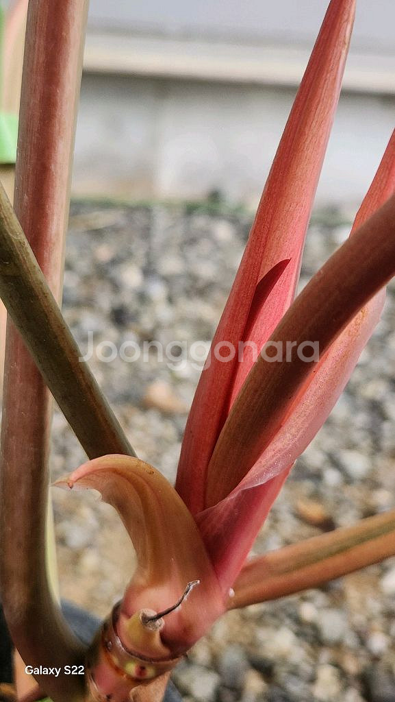 필로덴드론 카라멜 마블--5