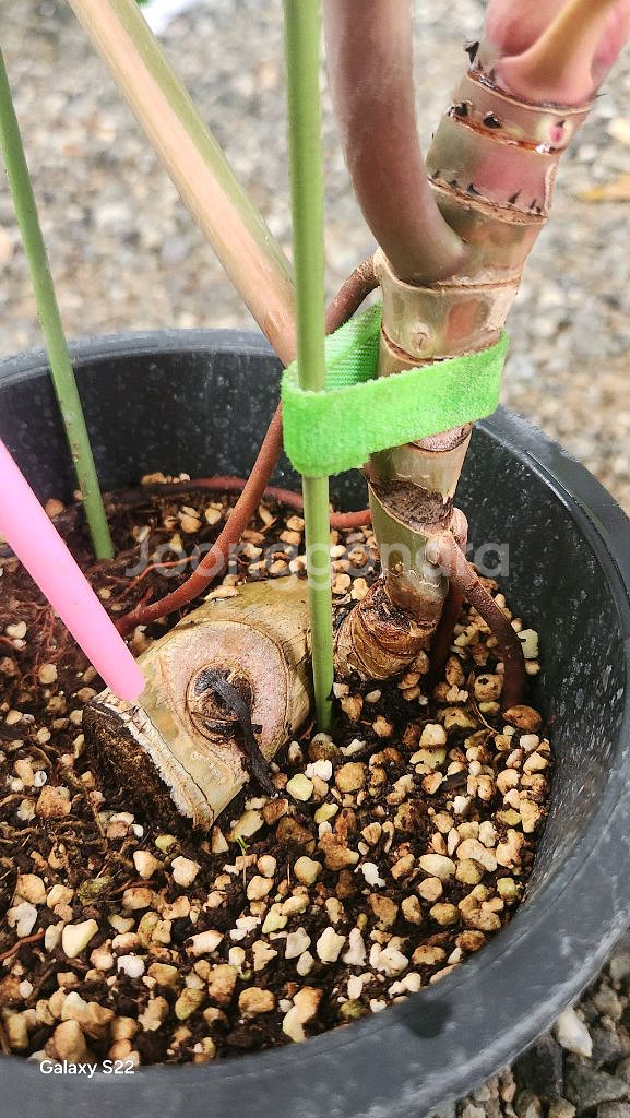 필로덴드론 카라멜 마블--6