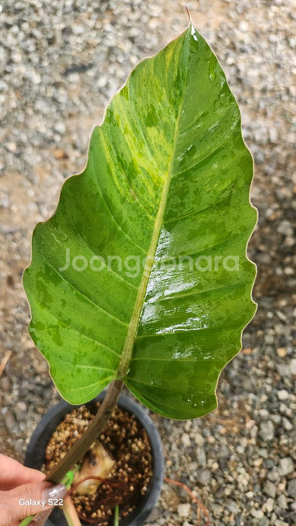 필로덴드론 카라멜 마블--4