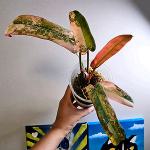 필로덴드론 아타바 핑크 바리에가타