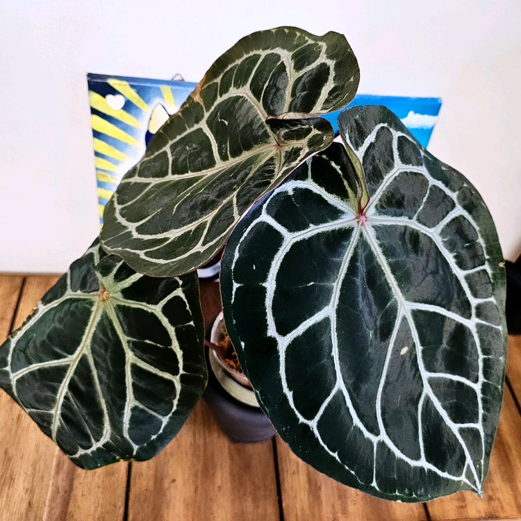 안스리움 닥터블락 미쉘--2