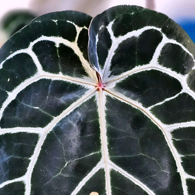 안스리움 닥터블락 미쉘--1