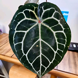 안스리움 닥터블락 미쉘