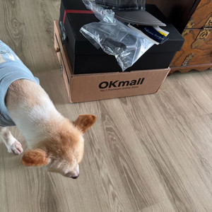 프라다 아메리카컵 앤드원더 모자