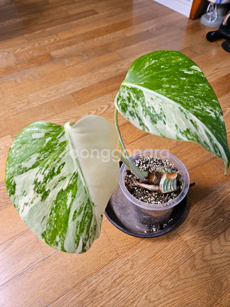 몬스테라 알보--0