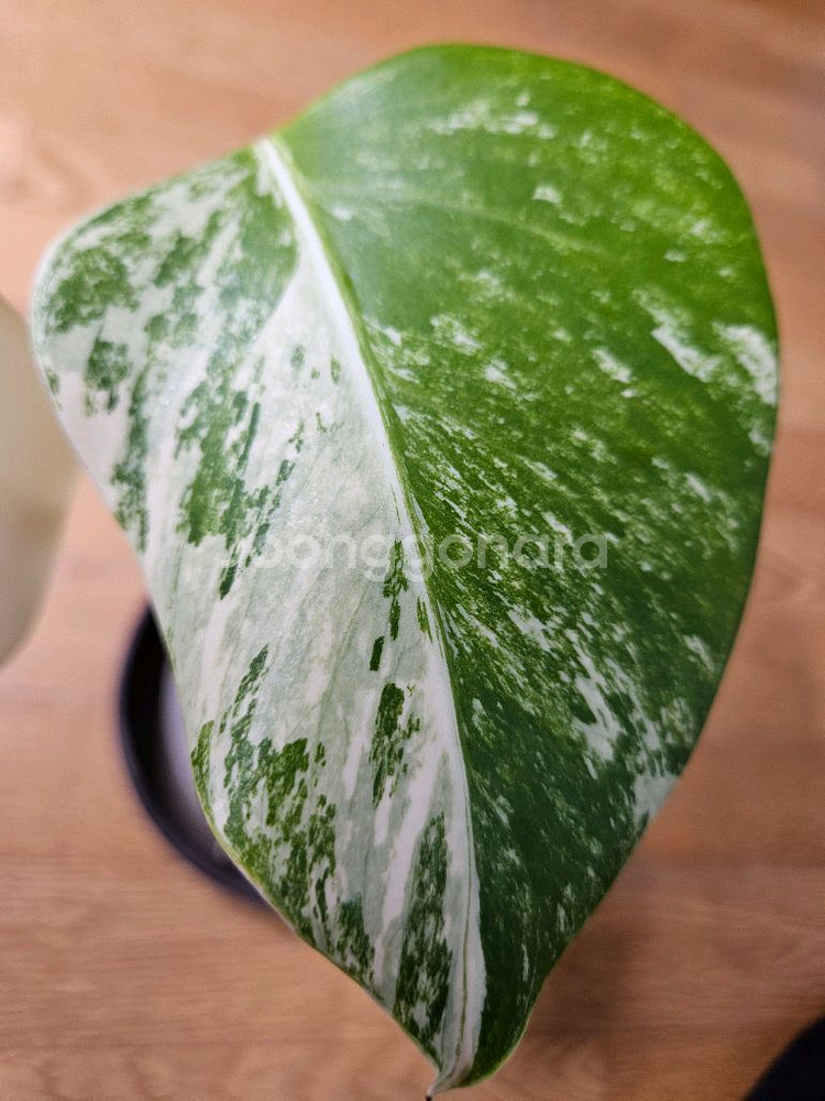 몬스테라 알보--1