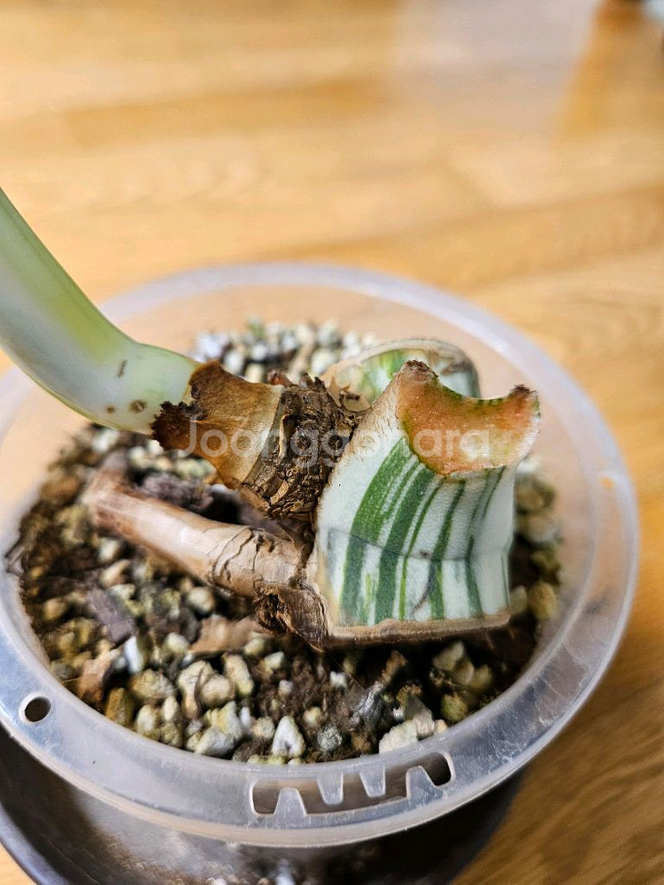 몬스테라 알보--3