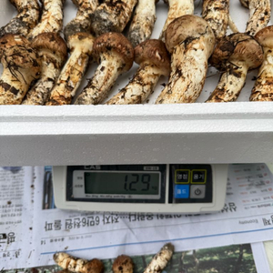 대구 자연산 송이버섯 1.29kg