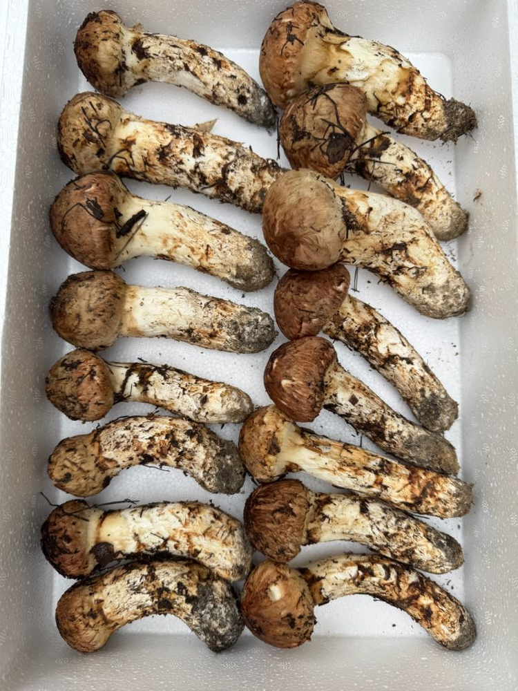 대구 자연산 송이버섯 1.29kg--1