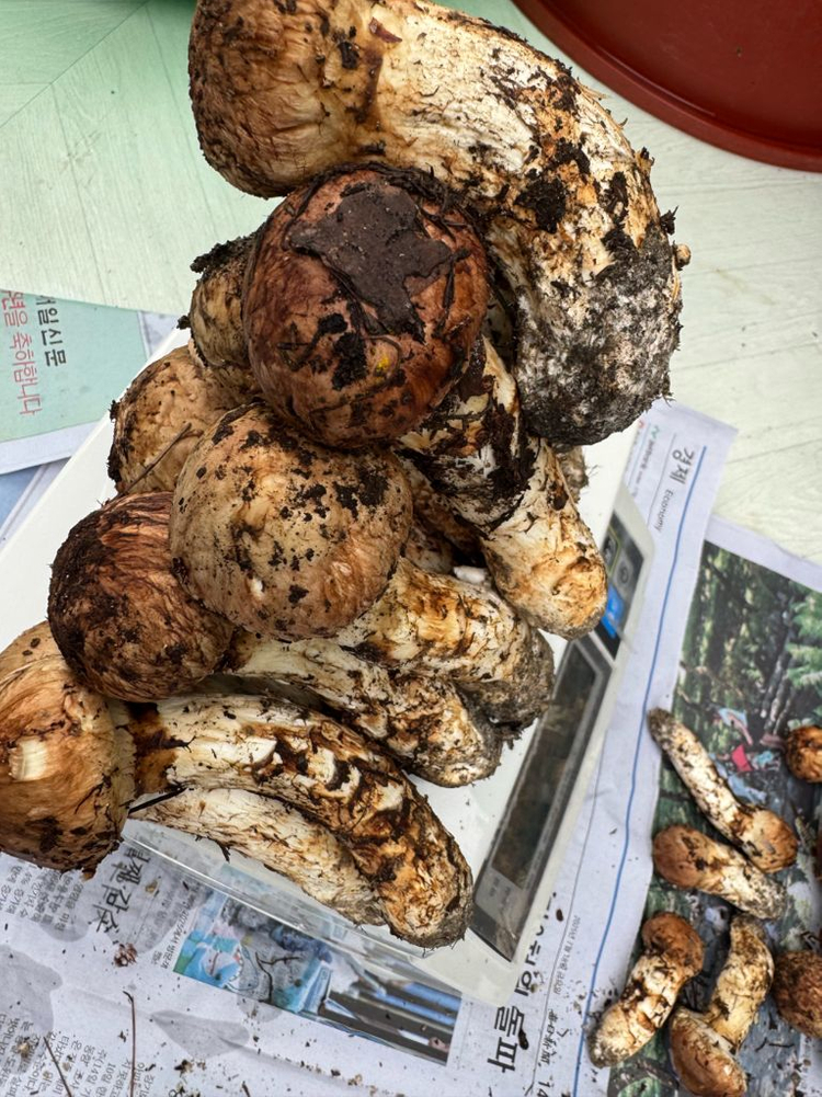 대구 자연산 송이버섯 1.29kg--2