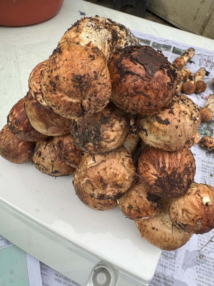 대구 자연산 송이버섯 1.29kg--3