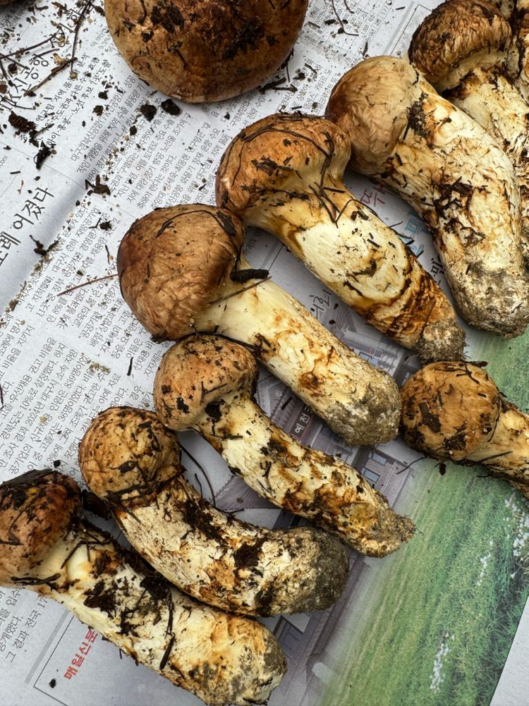 대구 자연산 송이버섯 1.29kg--5