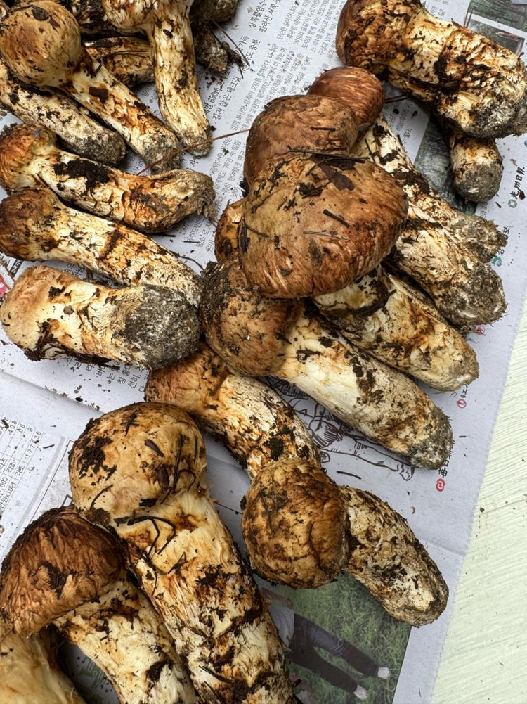 대구 자연산 송이버섯 1.29kg--4