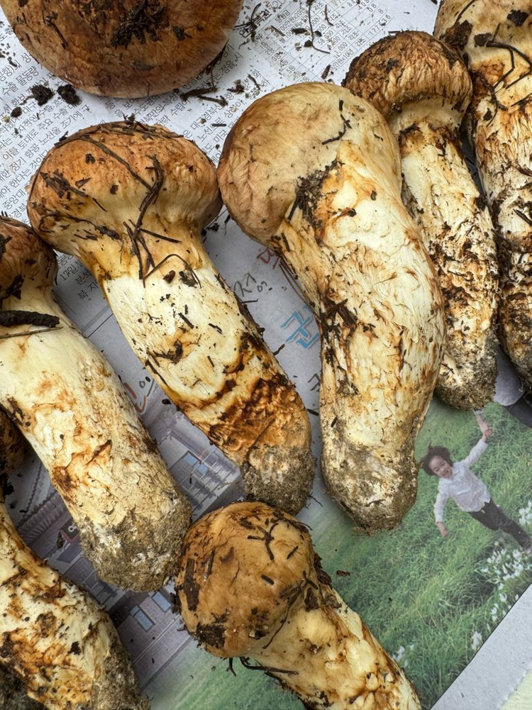 대구 자연산 송이버섯 1.29kg--6