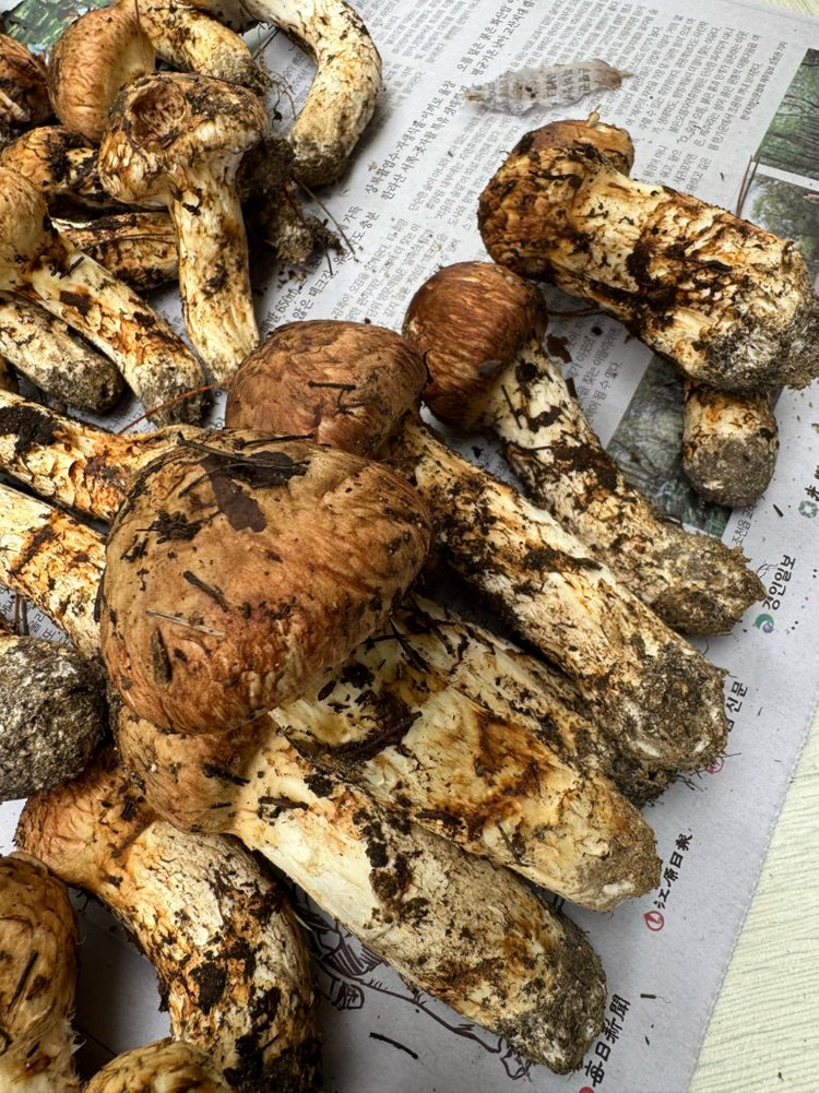 대구 자연산 송이버섯 1.29kg--7