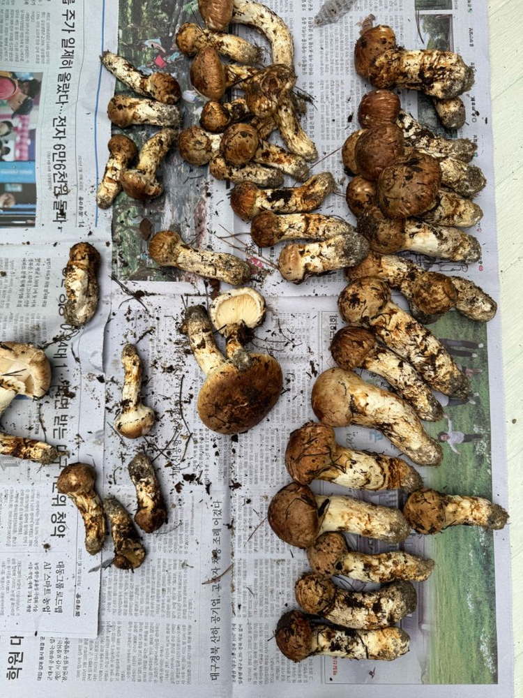 대구 자연산 송이버섯 1.29kg--8