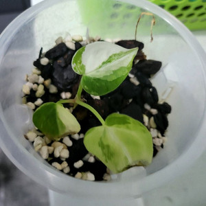 안스리움 파필하브 바리에가타