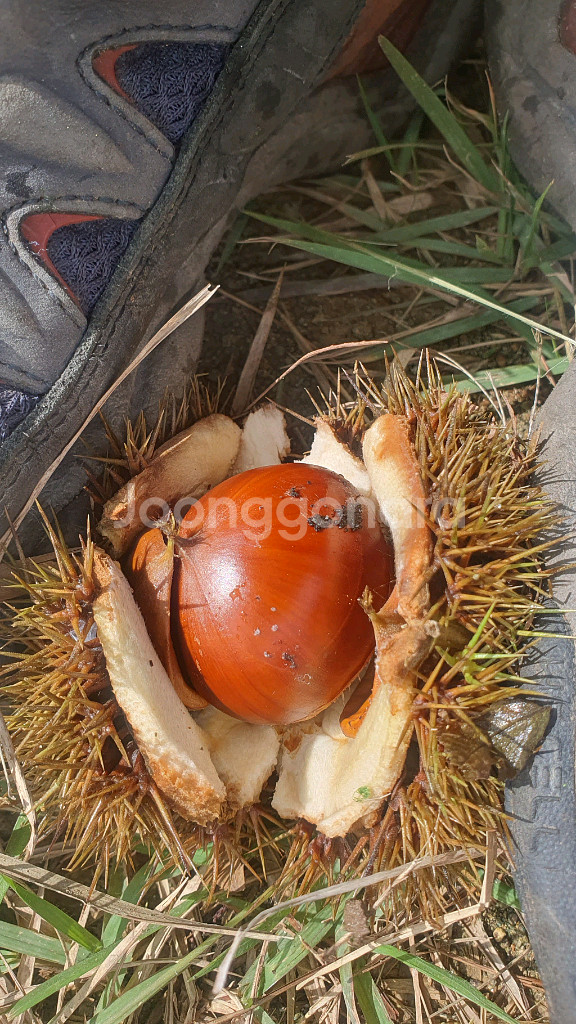 태블릿 쪽 (특히 탭S7 관련) 물품 사기 조심!!!!--0