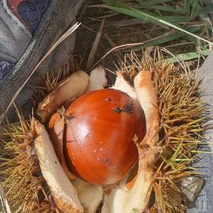 태블릿 쪽 (특히 탭S7 관련) 물품 사기 조심!!!!