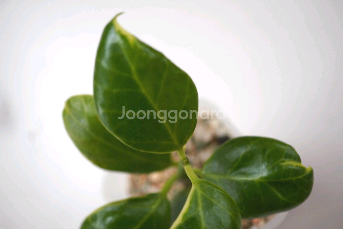 호야 옵스쿠라 알보--3