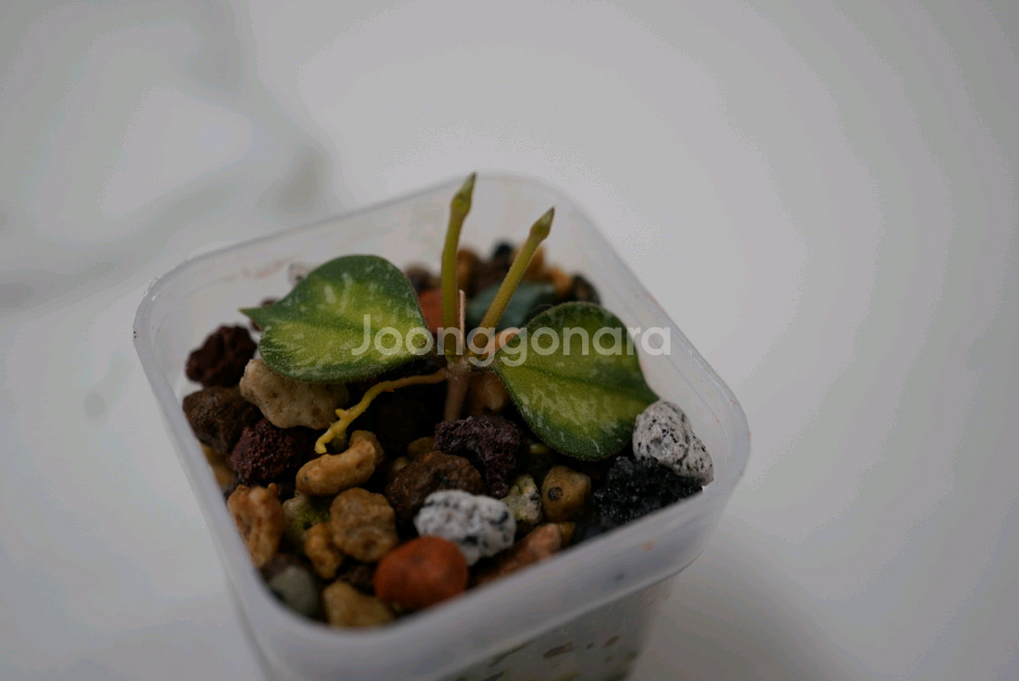 호야 커티시 이너바리에가타--2