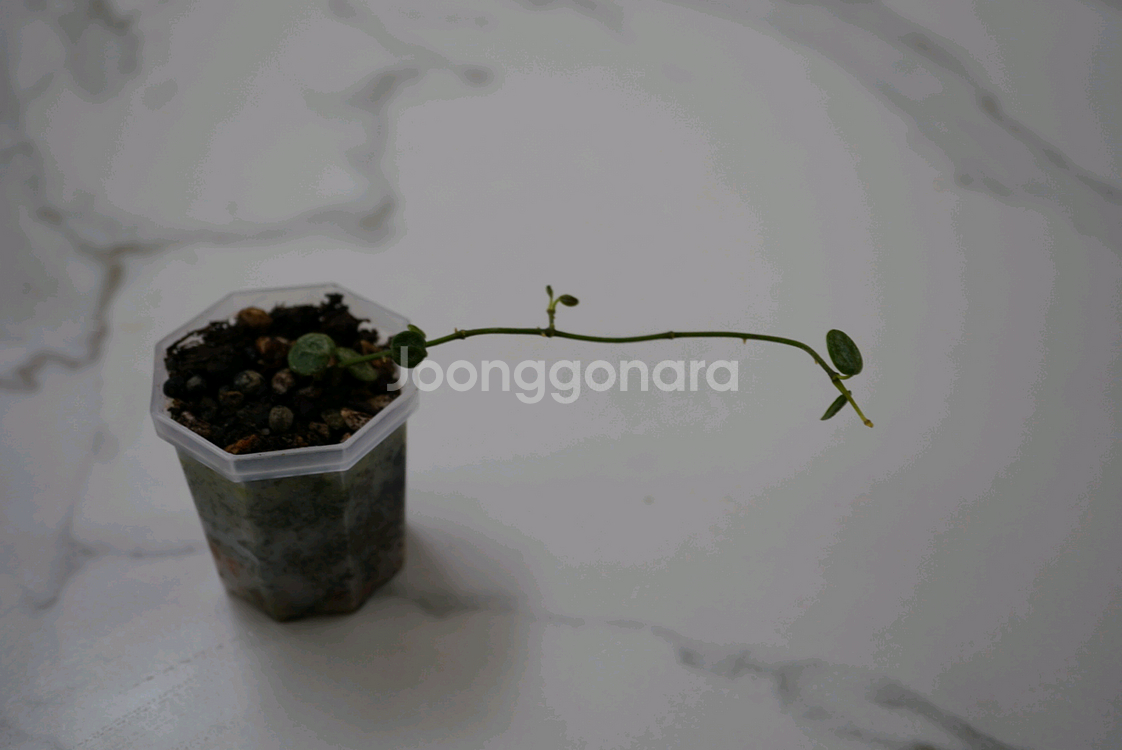 호야 서펜스실버--0