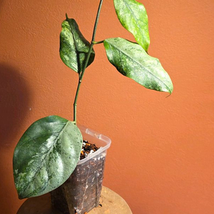 호야 코리아세아 실버