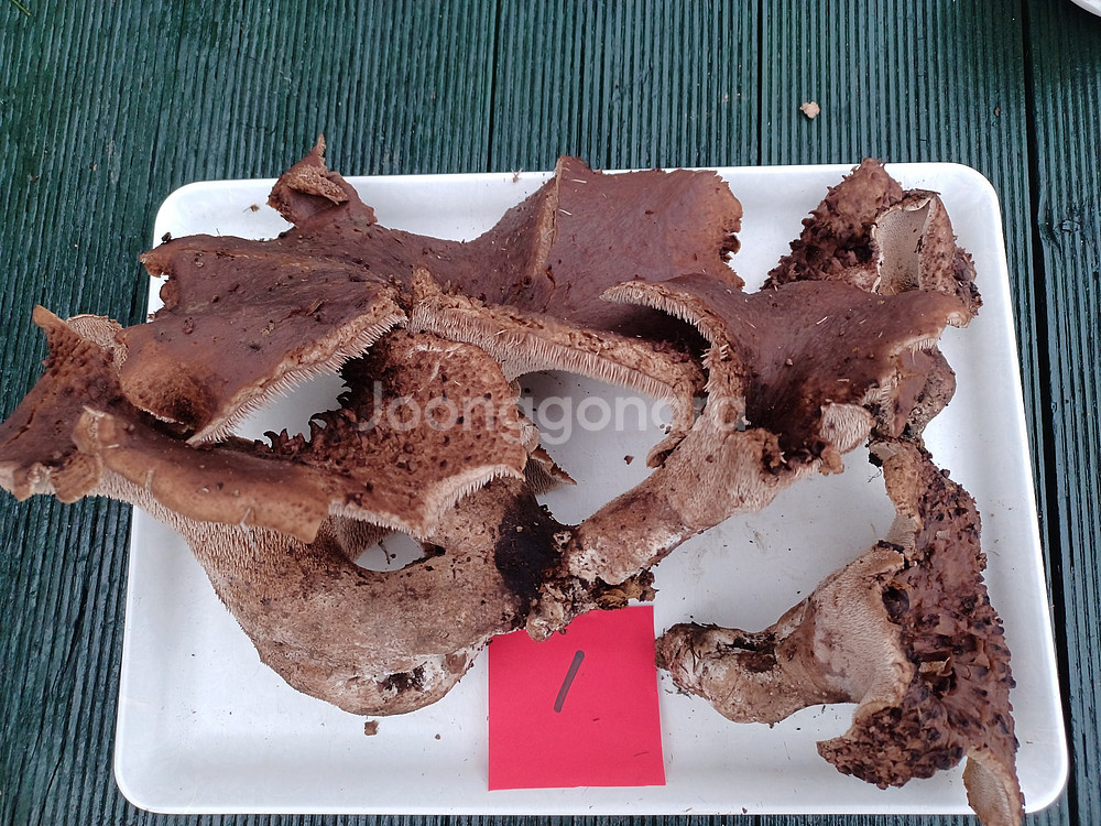 국내산 능이버섯 (1kg 13만원)--0
