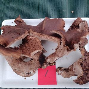 국내산 능이버섯 (1kg 13만원)
